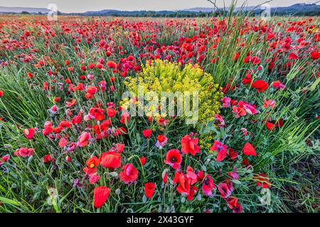 Coquelicots de province, France Banque D'Images