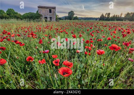 Coquelicots de province, France Banque D'Images