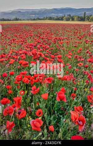 Coquelicots de province, France Banque D'Images