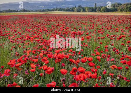 Coquelicots de province, France Banque D'Images