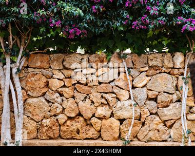 Les bougainvilliers vibrants surplombent un mur traditionnel en pierre sèche dans le cadre méditerranéen de Majorque Banque D'Images