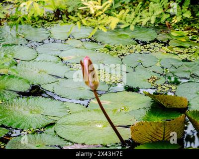 Un seul bourgeon de nénuphar se dresse parmi les feuilles flottantes dans un étang serein Banque D'Images