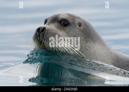 Un phoque barbu, Erignathus barbatus, nageant dans les eaux arctiques.Svalbard, Norvège Banque D'Images