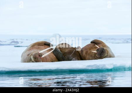 Morses de l'Atlantique, Odobenus rosmarus, reposant sur la glace.Nordaustlandet, Svalbard, Norvège Banque D'Images