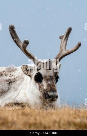 Un renne svalbard, Rangifer tarandus, dans la toundra enneigée.Svalbard, Norvège Banque D'Images