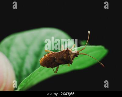 vue de dessus du côté d'un insecte bouclier sur une feuille verte avec un fond noir Banque D'Images