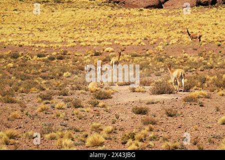 Troupeau de vicunas sauvages pâturant sur le champ d'herbe Ichu de la réserve nationale de Los Flamencos dans la région d'Antofagasta au nord du Chili, Amérique du Sud Banque D'Images