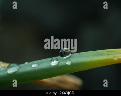 gouttelettes d'eau sur une vieille feuille d'oignon Banque D'Images