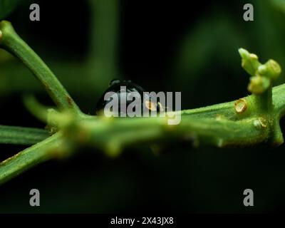 Coccinelle noire ou prédateur de Mealybug noir sur une branche de plante de Chili avec gouttelettes d'eau sur son dos Banque D'Images