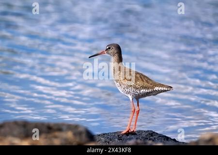 Redshank commun (Tringa totanus) debout sur un rocher au bord de la mer à Lanzarote Banque D'Images