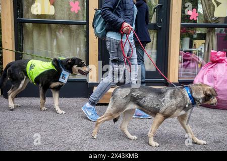 Moscou, Russie. 28 avril 2024. Des bénévoles accompagnés de chiens du refuge participent au projet d’éducation des amis à quatre pattes dans le cadre du Festival du cadeau de Pâques à Moscou, en Russie Banque D'Images