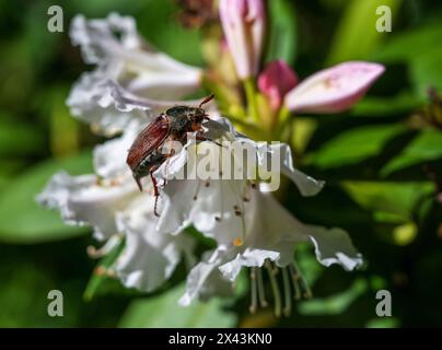 Munich, Allemagne. 30 avril 2024. Un cockchafer rampant sur une fleur. Crédit : Peter Kneffel/dpa/Alamy Live News Banque D'Images