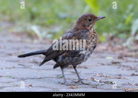 Oiseau noir commun juvénile dans l'allée du parc (Turdus merula) Banque D'Images