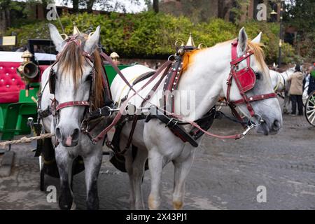 Touristes et habitants roulent dans des calèches tirées par des chevaux à travers les rues animées Marrakech, authentique et animée vie urbaine Royaume africain Maroc, authentique Banque D'Images