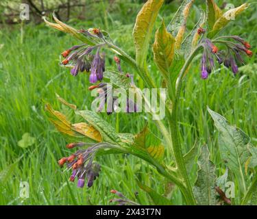 Commune Comfrey, floraison au printemps Banque D'Images