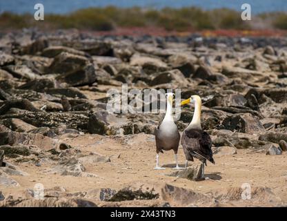 Galapagos a agité un couple d'Albatros (Phoebastria irrorata) pendant la danse d'accouplement, île d'Espanola, parc national des Galapagos, Équateur. Banque D'Images