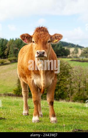 Vache Limousin dans un champ dans les Scottish Borders Banque D'Images