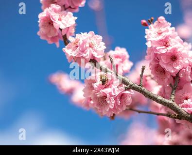 Abeille placée sur une branche de cerisier en fleurs avec des fleurs roses ramassant le nectar, gros plan Banque D'Images