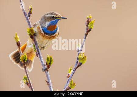 Bluethroat, vérifiant sur son territoire Banque D'Images