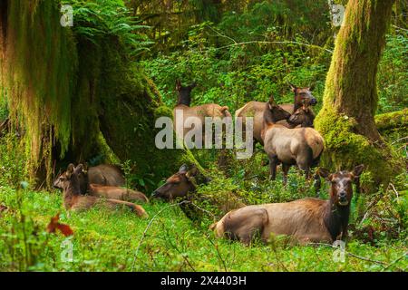 Wapitis de Roosevelt reposant dans la forêt tropicale, péninsule Olympic, État de Washington, États-Unis Banque D'Images