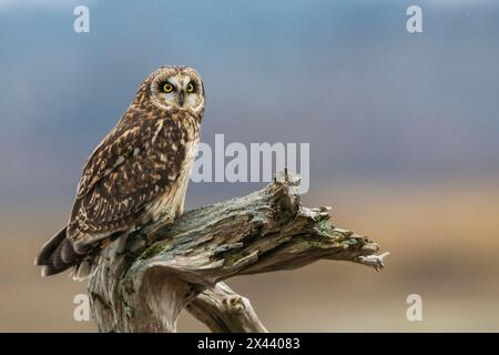 États-Unis, État de Washington. Vallée de Skagit. Hibou à oreilles courtes Banque D'Images