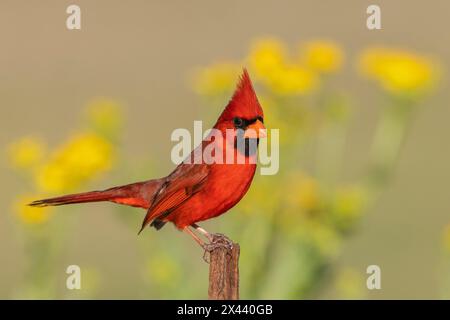 États-Unis, Texas du Sud. Cardinal du Nord Banque D'Images