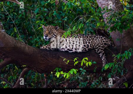 Une Jaguar, Panthera onca, reposant sur une branche d'arbre.Mato Grosso do Sul, Brésil. Banque D'Images