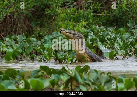 Un caïman de Yacare, Caiman Crocodylus yacare, sautant de la rivière Cuiaba. Mato Grosso do Sul State, Brésil. Banque D'Images