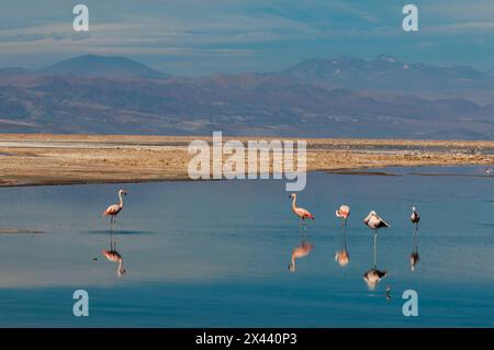Flamants roses chiliens, Phoenicopterus, chilensis, repos et toilettage dans la lagune de Chaxa. Laguna Chaxa, désert d'Atacama, région d'Antofagasta, Chili. Banque D'Images