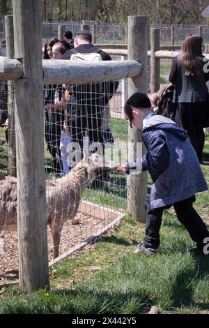 Pendant la Pâque 2024, un jeune garçon hassidique nourrit des tranches de carotte à ce qui semble être un agneau. Dans un zoo de ferme à Monsey, New York. Banque D'Images