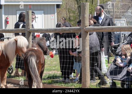 Un groupe bondé de Juifs hassidiques nourrit un petit poney miniature pendant la Pâque, quand il est obligatoire de s'amuser. Dans le comté de Rockland, New York. Banque D'Images