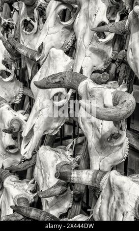 Crânes de vache ornementaux exposés sur un marché en plein air de Santa Fe, Nouveau-Mexique. Banque D'Images