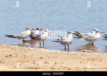 Troupeau de sternes Caspiennes (Hydroprogne caspia), salines de Kliphoek, Velddrif, côte ouest, Afrique du Sud Banque D'Images