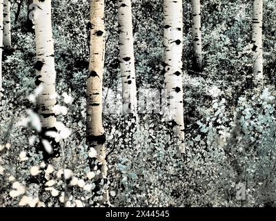 États-Unis, Colorado. Infrarouge d'Aspens le long du col Kebler Banque D'Images