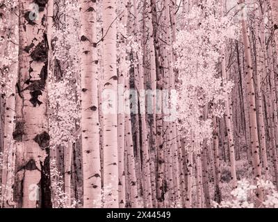 États-Unis, Colorado. Infrarouge d'Aspens le long du col Kebler Banque D'Images