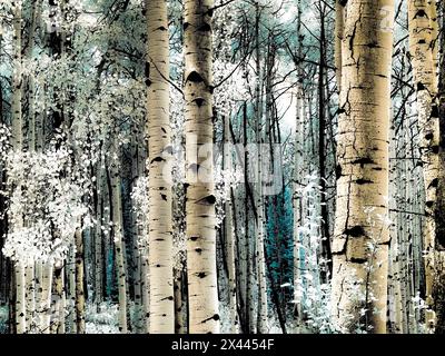 États-Unis, Colorado. Infrarouge d'Aspens le long du col Kebler Banque D'Images