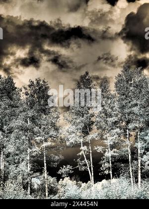 États-Unis, Colorado. Infrarouge d'Aspens le long du col Kebler Banque D'Images