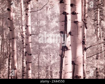 États-Unis, Colorado. Infrarouge d'Aspens le long du col Kebler Banque D'Images