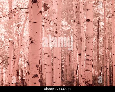 États-Unis, Colorado. Infrarouge d'Aspens le long du col Kebler Banque D'Images