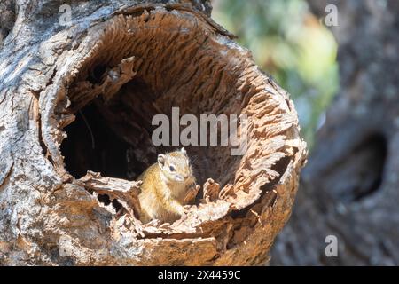 Écureuil forestier d'Afrique australe ou écureuil de brousse de Smith (Paraxerus cepapi) dans la cavité naturelle des arbres dans les bois à feuilles larges, Mpumalanga, Afrique du Sud Banque D'Images