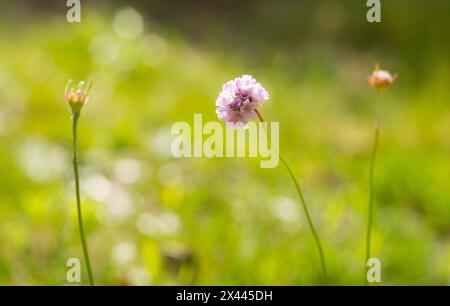 La friperie de mer (Armeria maritima), également connue sous le nom de coussin de Dame, fleur de l'année 2024, se concentre sur une délicate fleur violette, violette et rose, en forme de tête Banque D'Images