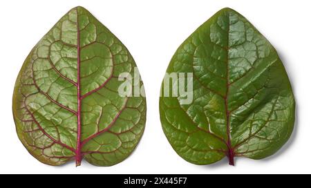 feuilles de plante d'épinard malabar fond blanc isolé, ceylan, épinards indiens ou de vigne, basella alba tropical médicinal plantes vignes gros plan Banque D'Images