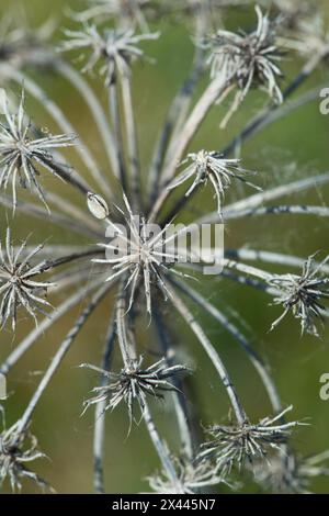 Hellebore de montagne (Seseli libanotis), détail ombel séché d'Ombellifer, Allemagne Banque D'Images