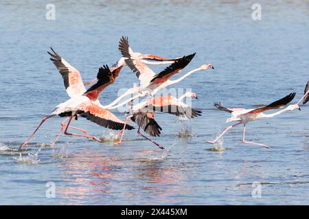 Greater Flamingos, (Phoenicopterus roseus) prenant son envol, volant, Kliphoek Saltpan, Velddrif, côte ouest, Afrique du Sud Banque D'Images