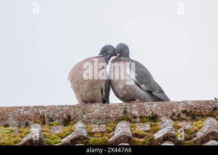 Pigeon des bois (Columba palumbus) deux oiseaux adultes courtisant sur un toit, Angleterre, Royaume-Uni Banque D'Images