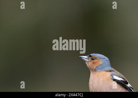 Chaffinch eurasien (Fringilla coelebs) portrait de tête d'oiseau mâle adulte, Angleterre, Royaume-Uni Banque D'Images