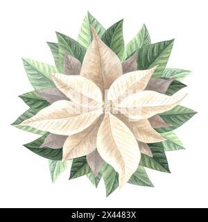 Fleur de poinsettia blanche. Plantes traditionnelles de Noël en vintage. Conception de vacances d'illustration d'aquarelle dessinée à la main. Modèle isolé pour invitation, Banque D'Images