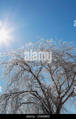 Sunburst et silhouette de glace ont couvert des arbres à feuilles caduques après la tempête de verglas au début du printemps, Québec, Canada Banque D'Images