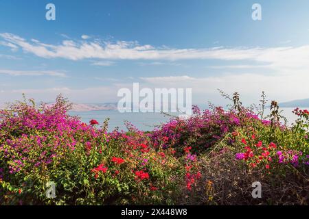 Fleurs de bougainvilliers violets et rouges dans le jardin surplombant la mer de Galilée et les hauteurs du Golan à l'église des Béatitudes, Mont de Banque D'Images