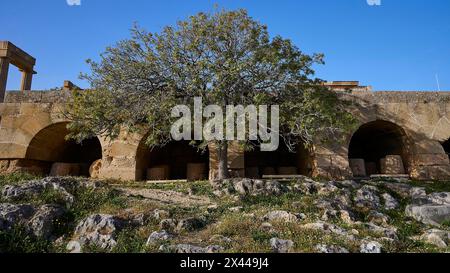 Un arbre solitaire se dresse devant d'anciennes voûtes sous un ciel bleu vif, forteresse Saint-Jean, Lindos, Rhodes, Dodécanèse, îles grecques, Grèce Banque D'Images